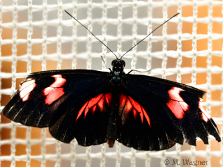 Heliconius melpomene Fünfzahlstrauch
