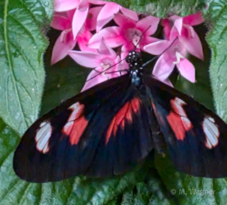 Heliconius melpomene Fünfzahlstrauch