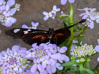 Heliconius-melpomene_Unterflügel_Schleifenblume.