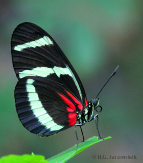 Heliconius sara Unterflügel