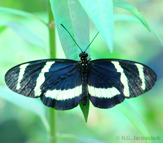 Heliconius sara dorsal