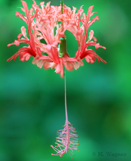 Hibiscus-schizopetalus