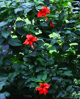 Hibiskus