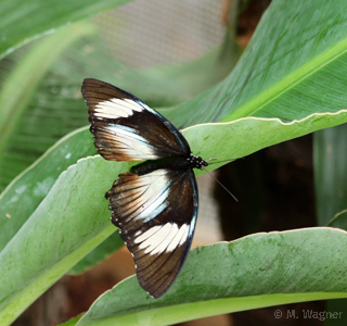 Hypolimnas anthedon  Variable Eggfly