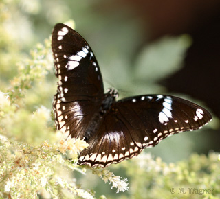 Eierfliege