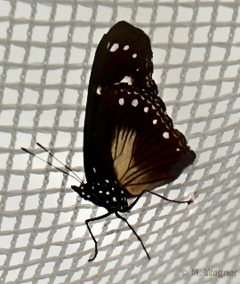 Eierfliege Weibchen