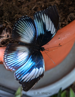 Blaues Diadem  Hypolimnas salmacis