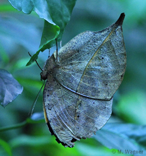 Indischer Blattschmetterling