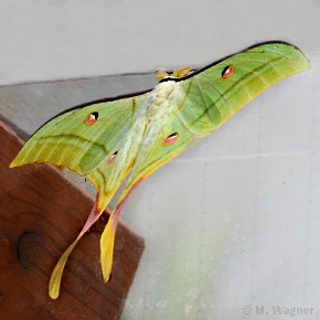 Indischer-Mondspinner-Actias-selene