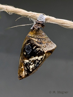 Jazzy-Leafwing-Chrysalis