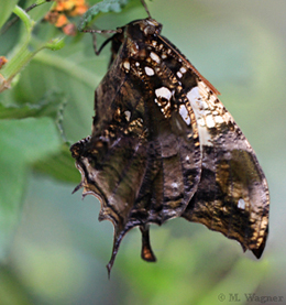 Jazzy Leafwing  Hypna clytemnestra