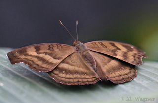 Junonia iphita Chocolate Pansy