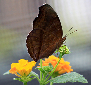 Junonia-iphita