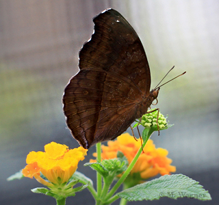 Junonia-iphita