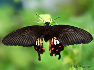 Kleiner-Mormon female