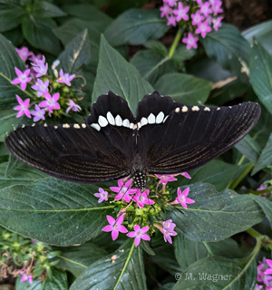Kleiner-Mormon_Fünfzahlstrauch