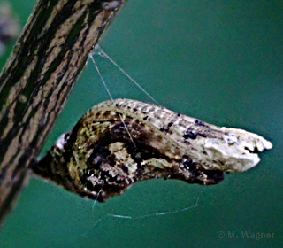 Kleiner-Mormon_Puppe