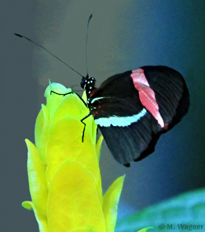 Heliconius-erato-petiverana an Golähre