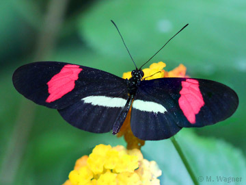 Heliconius-erato-petiverana an Wandelröschen