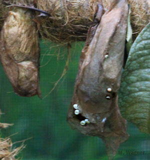 Kometenfalter_Eier-an-Kokon-angeheftet