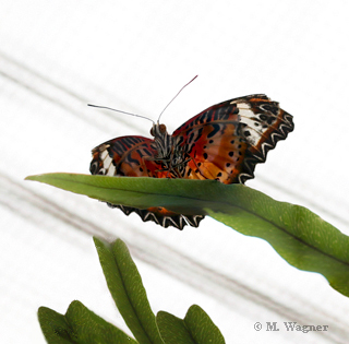 Leopard-Lacewing Unterflügel