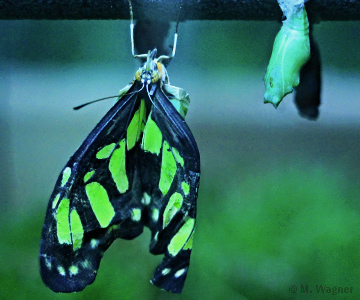 Malachitfalter__fliegt-nicht nach dem Schlüpfen