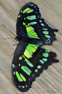 Malachitfalter_dorsal