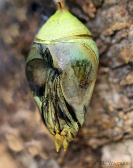 Morpho-Peleides-Chrysalis