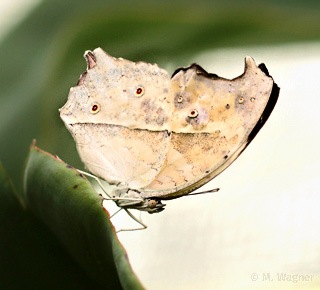 Mother-of-Pearl