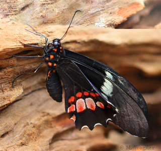 Papilio-anchisiades  Ruby-spotted-Swallowtail