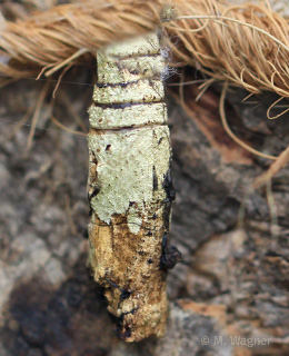 Papilio anchisiades Pupae