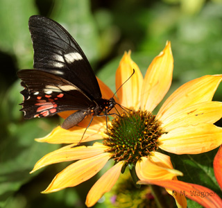 Papilio-anchisiades