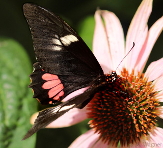 Papilio-anchisiades-idaeus