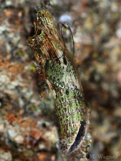 Papilio-anchisiades_Chrysalis