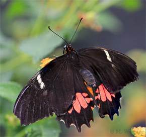 Papilio-anchisiades an Lantana-camara