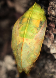 Papilio-demoleus pupa