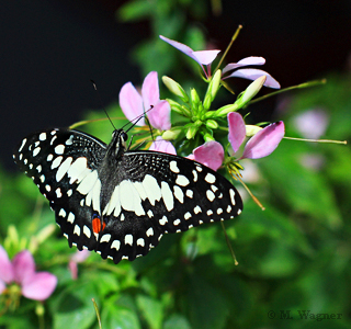 Citrus-Schwalbenschwanz-(Papilio-demoleus)