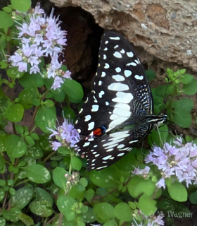 Papilio-demoleus an Oregano
