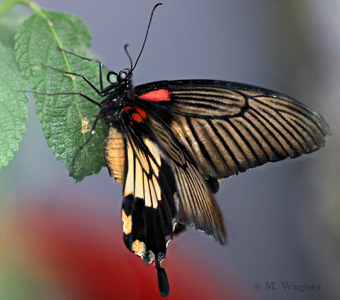 Papilio lowi Weibchen