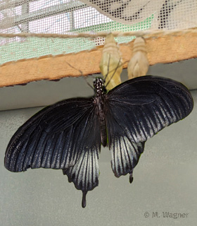 Papilio-lowi-kommt-aus-seiner-Puppe