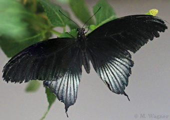 Papilio-lowi_Mann