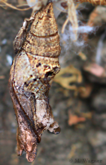 Papilio lowi Exuvie