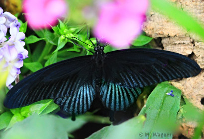 Papilio lowi Männchen