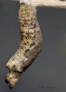 Papilio-memnon-Chrysalis