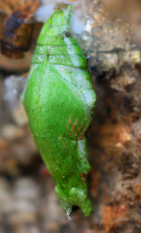 Papilio-memnon-Chrysalis