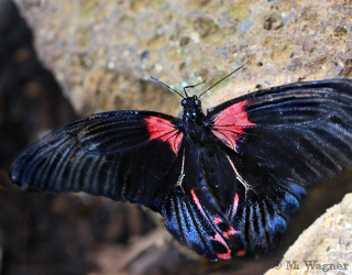Papilio-rumanzovia-Weibchen