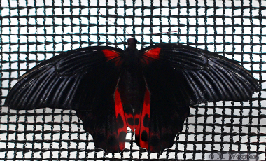 Papilio-rumanzovia-female