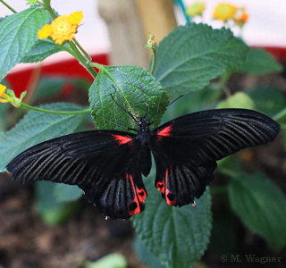 Papilio-rumanzovia_Lantana-camara