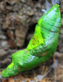 Papilio rumanzovia Puppe