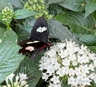 Parides-erithalion-lateral